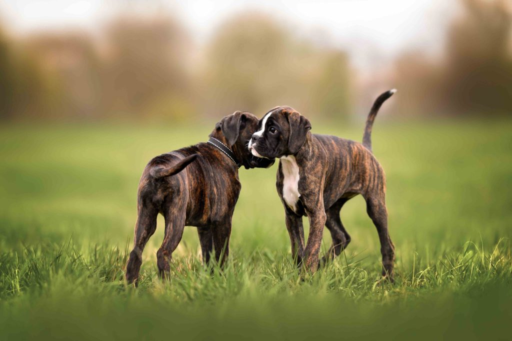 cuidado y adiestramiento básico para perros.