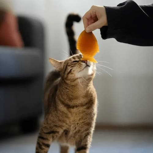 juguete de resina orgánica natural para gato