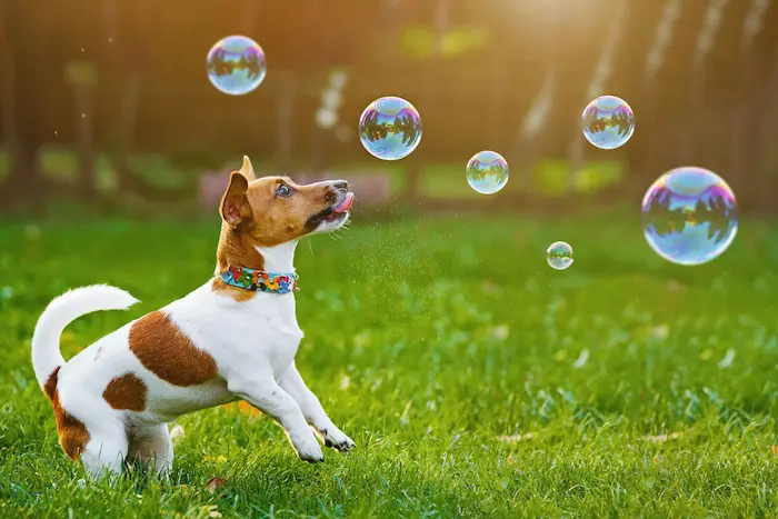 perro-jugando-con-burbujas-de-sabores-para-perros