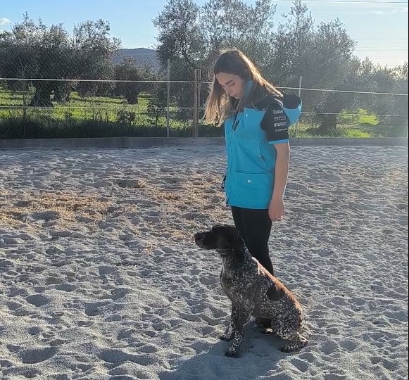 perro entrenando para seguir ordenas basicas para canicross