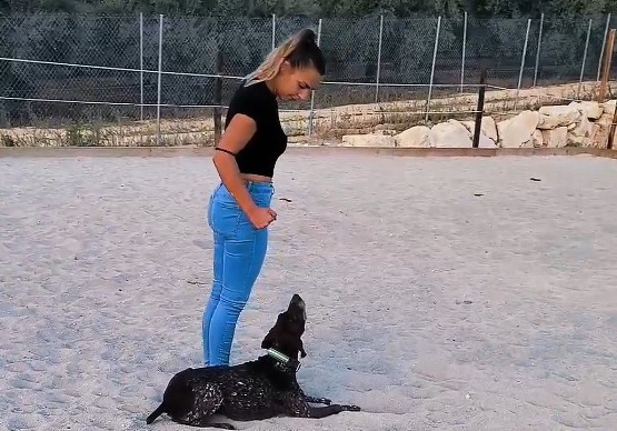 ¿Cuándo acudir a un adiestrador canino?