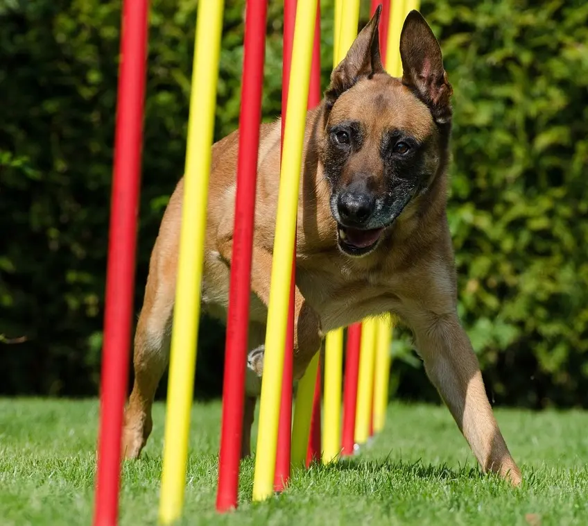 perro practicando agility en circuito de obstaculos en zig zag