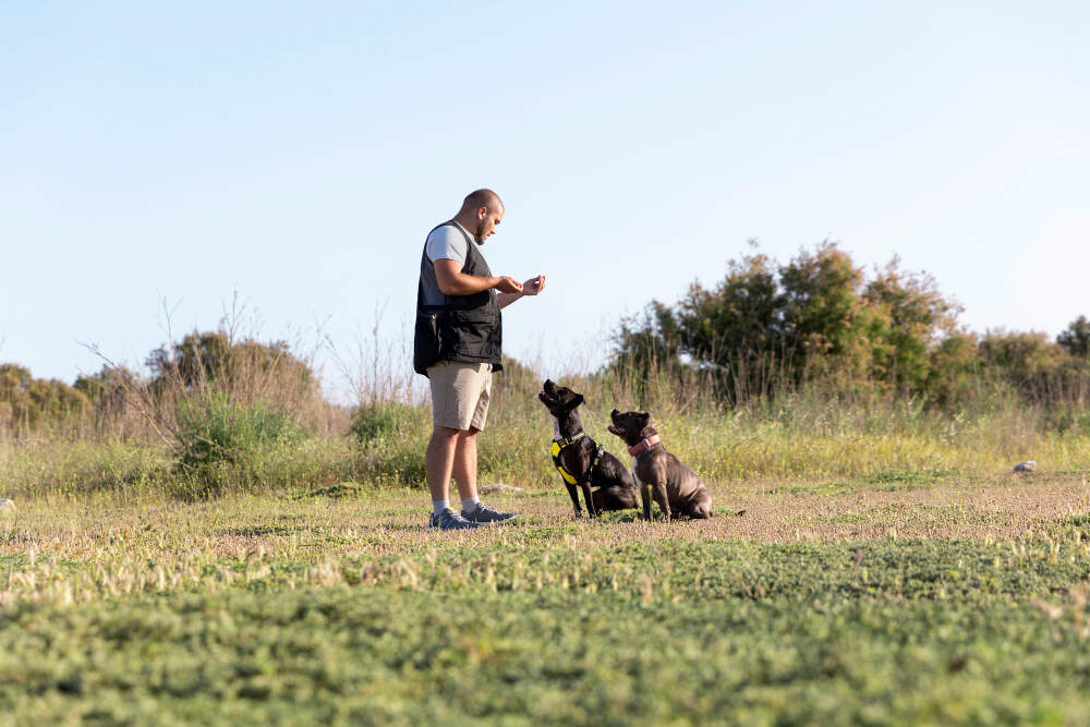 educador canino trabajando con perro tranquilo