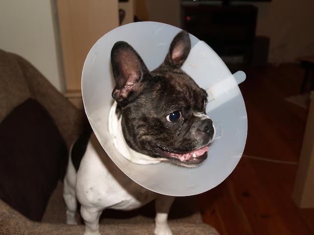 recuperación postoperatoria tras castrar a un perro