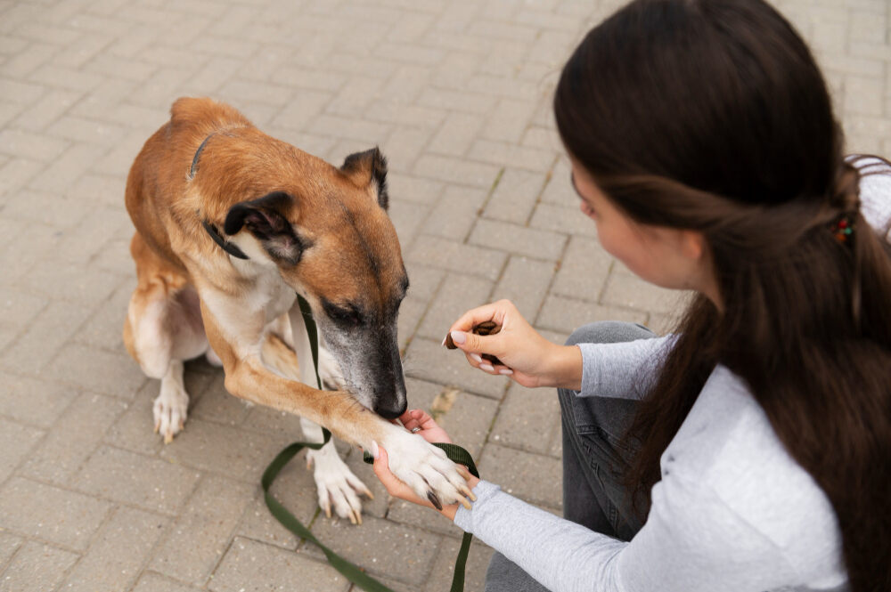 sesión de etología canina en Madrid
