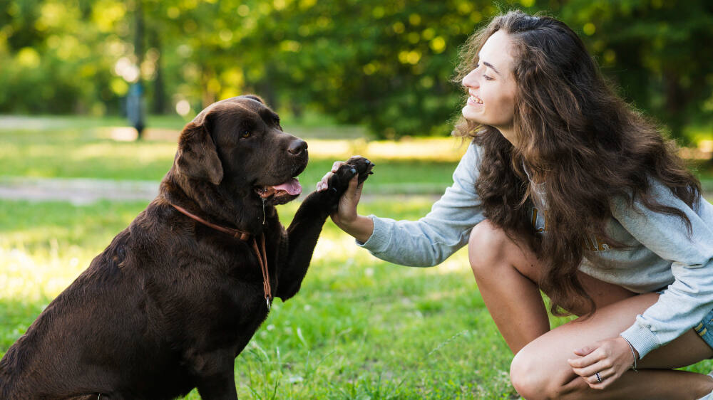 perro en entrenamiento en escuela canina