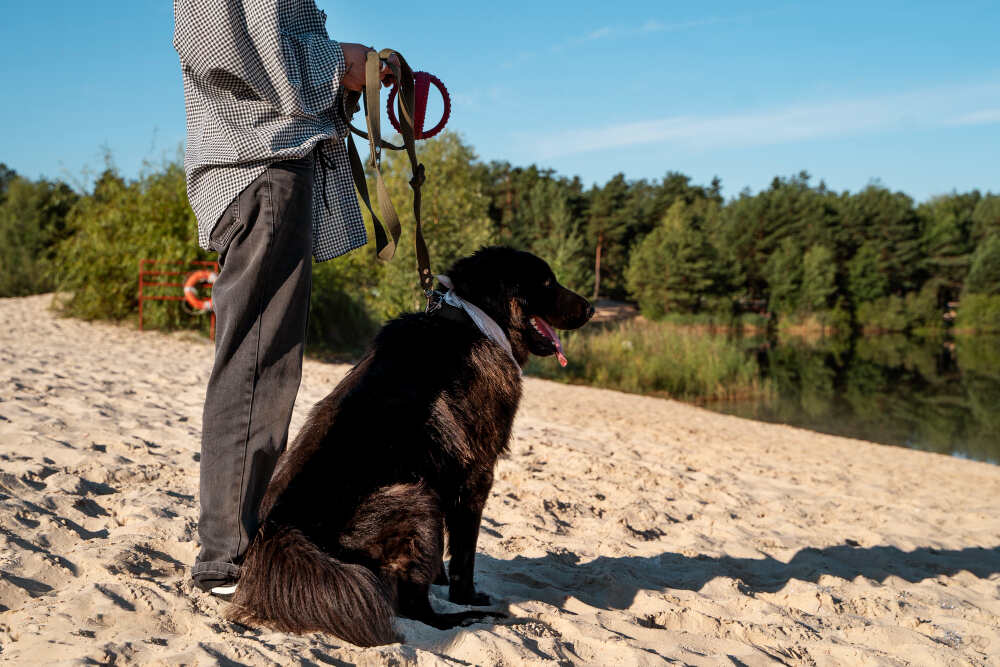 entrenadores perros en sesión al aire libre
