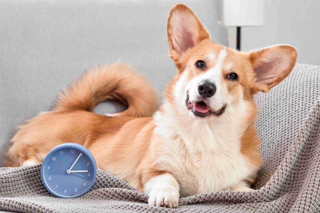 Timing en el adiestramiento canino.