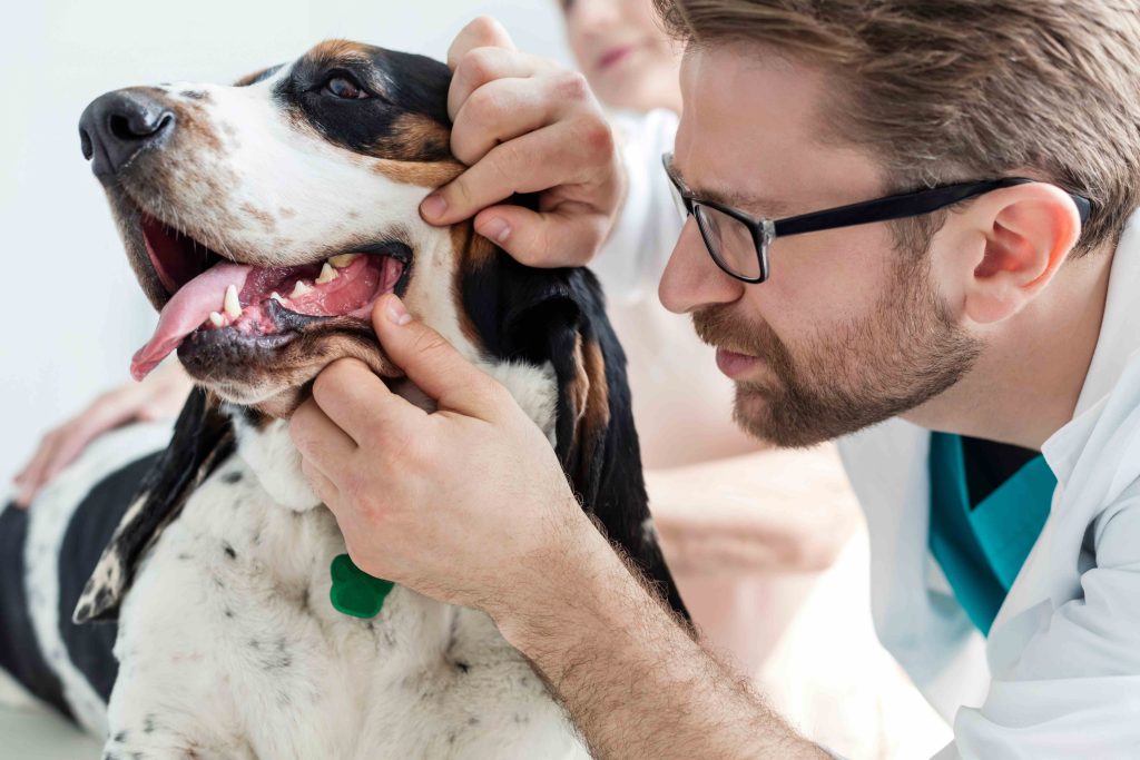 Cómo reducir el estrés de tu mascota al ir al veterinario