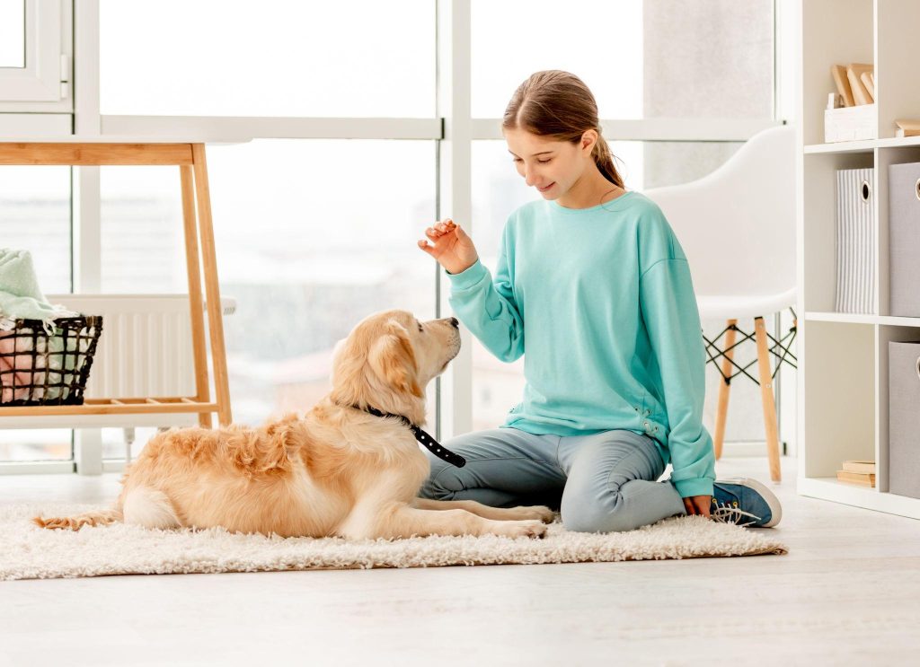 Adiestramiento con refuerzo positivo de un perro adolescente
