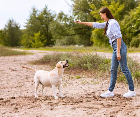 perro adolescente durante una sesión canina