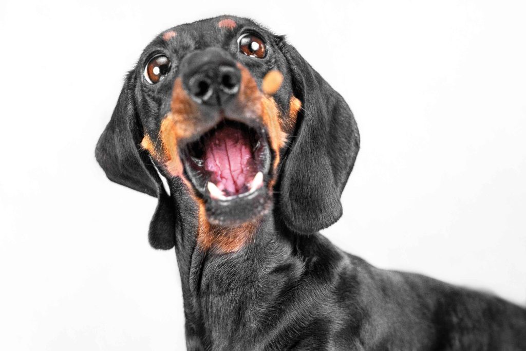 perro sobreexcitado
