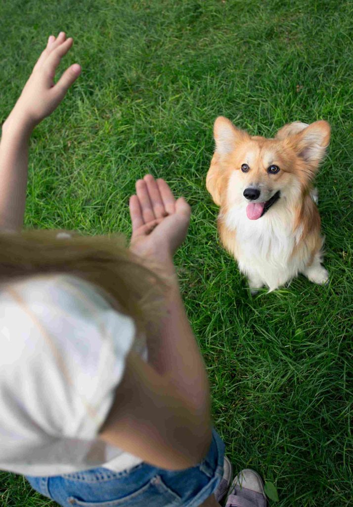 autocontrol en perros